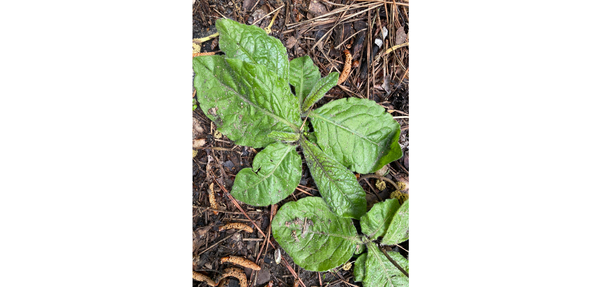 Cúc chân voi mềm